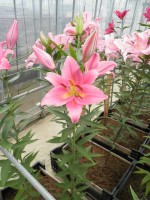 [1874 FatalBeauty DJ No02.JPG]